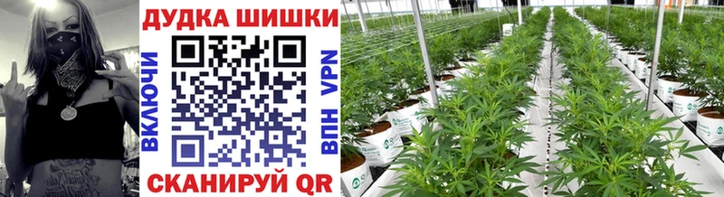 хочу наркоту  Элиста  МАРИХУАНА SATIVA & INDICA 